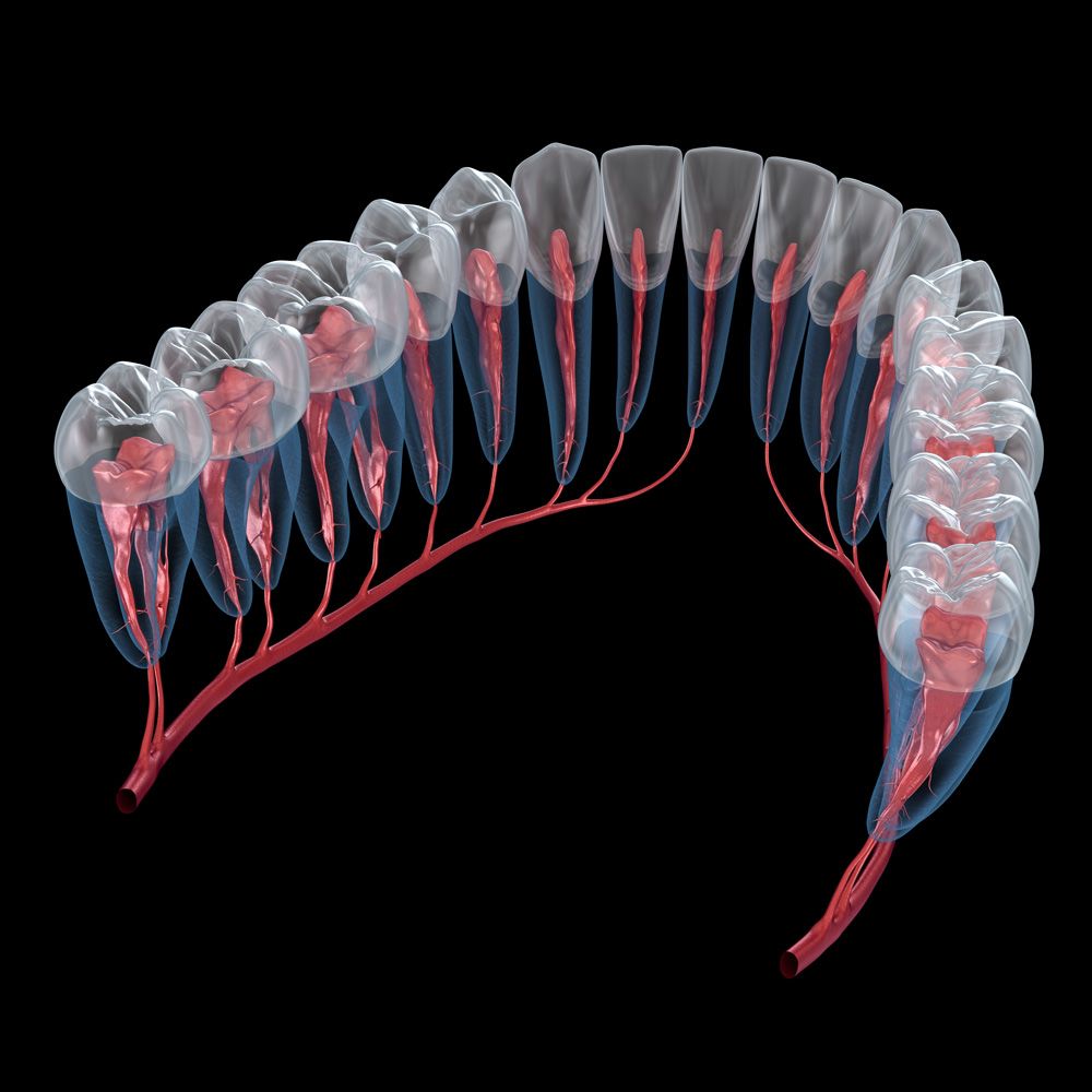 An illustration of the teeth and root canals